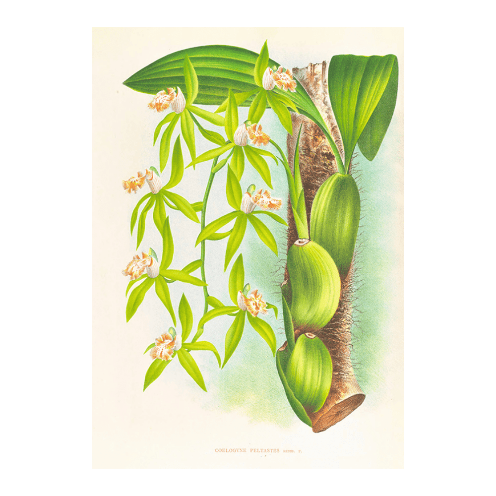 Coelogyne Peltastes