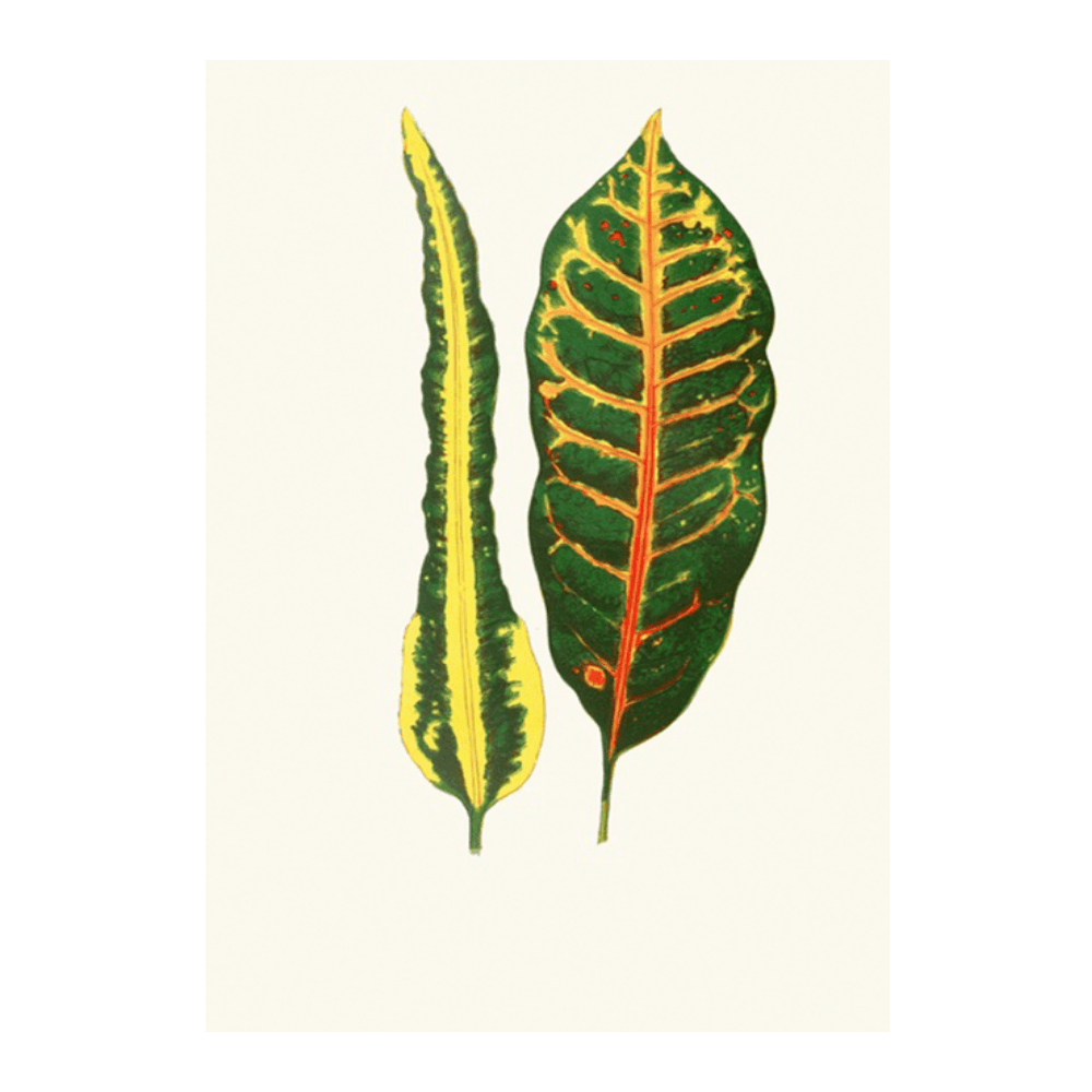 Codiaeum Hillianum (1867-1870)