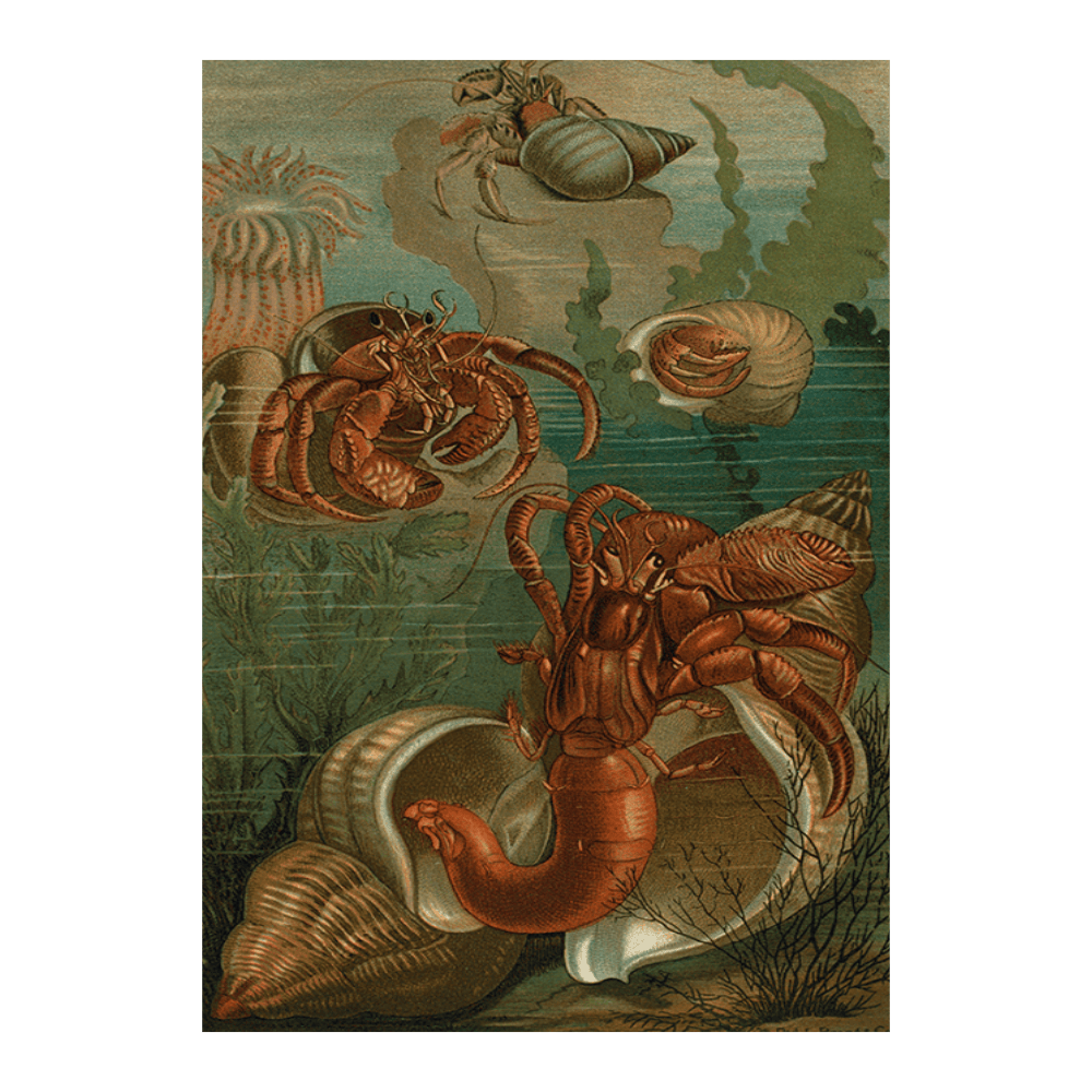 Hermit-Crabs