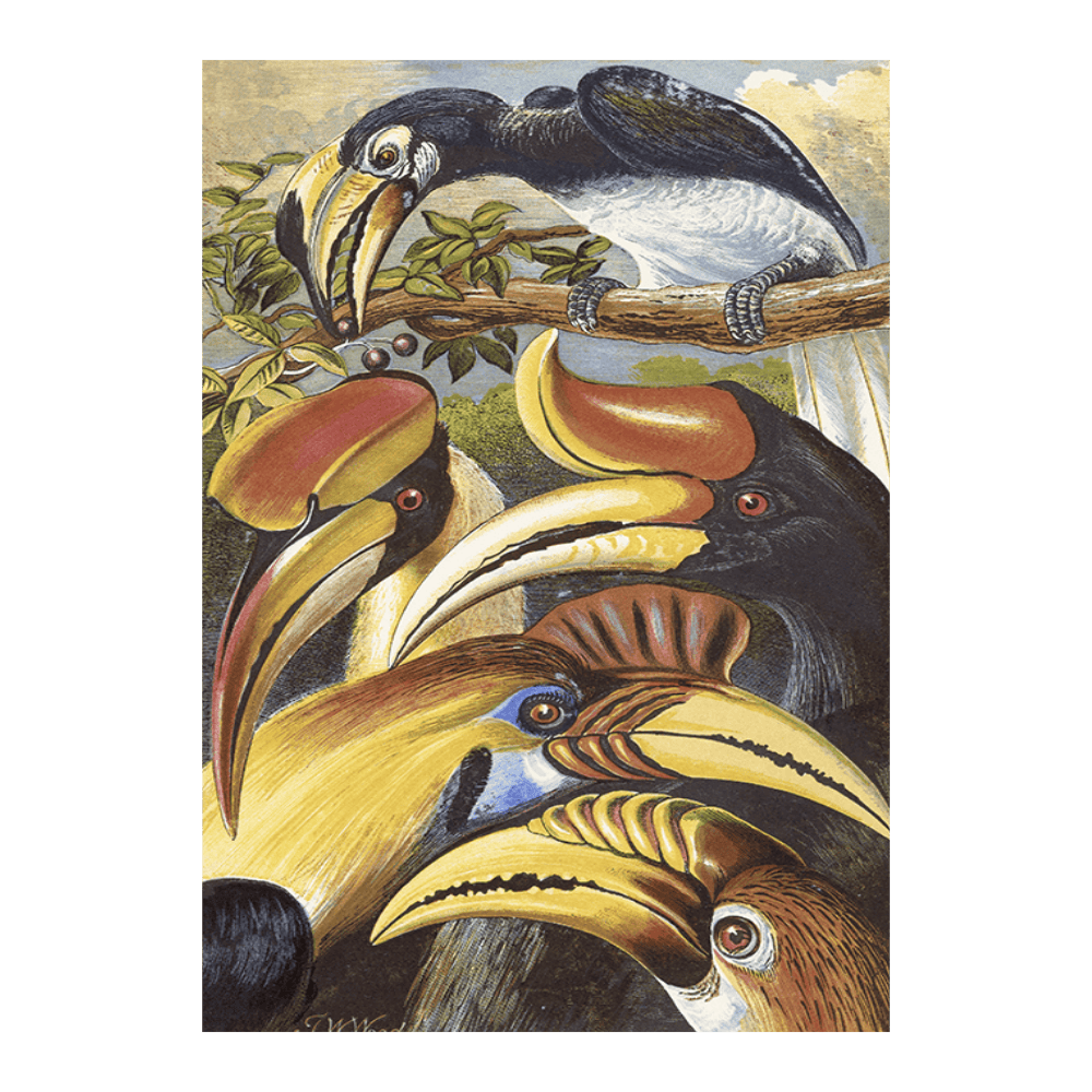 Hornbills