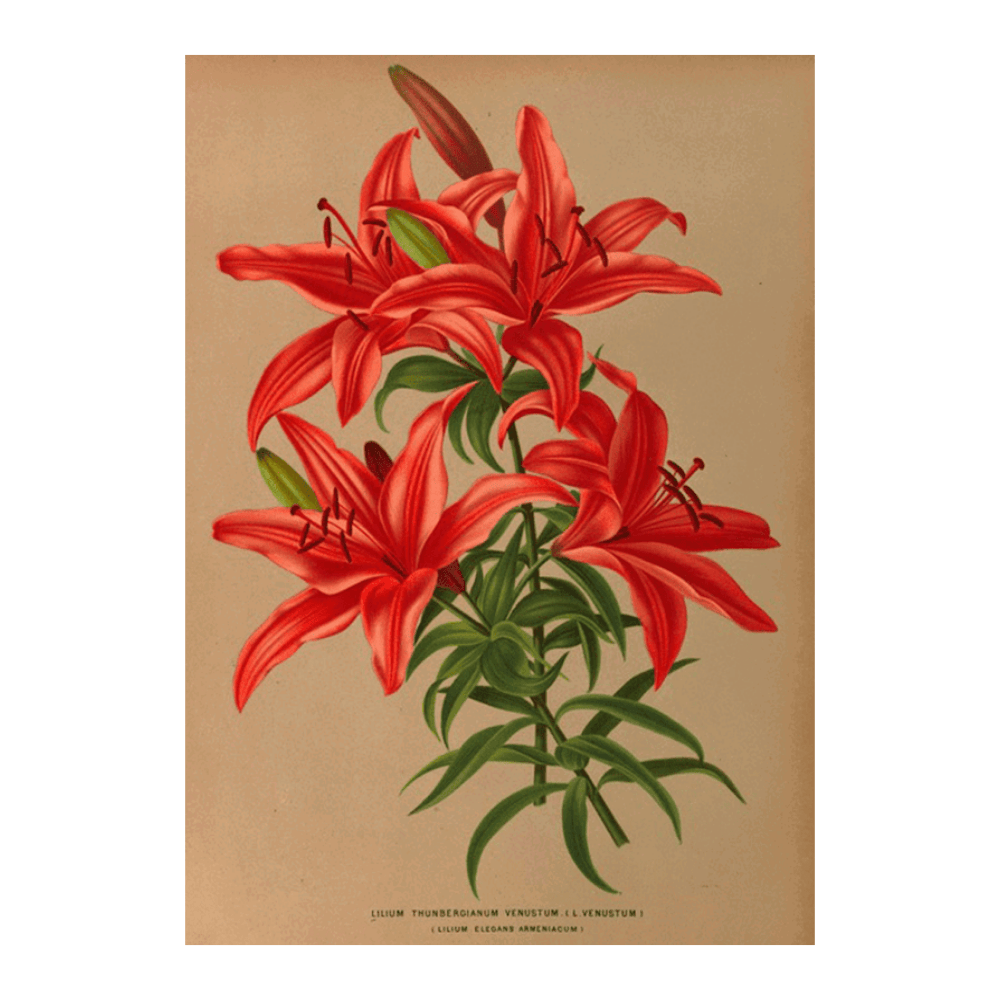 Lilium Thunbergianum Venustum (1872-1881)
