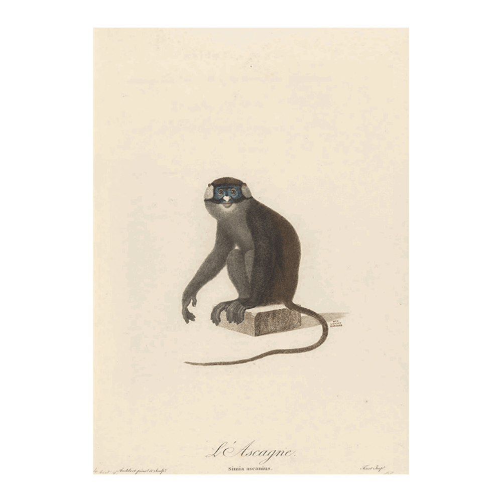 L'Ascagne