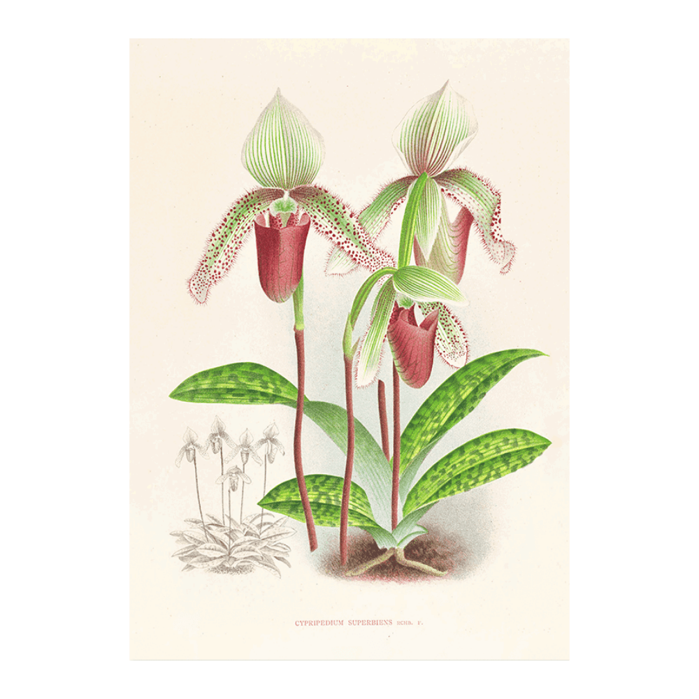 Cypripedium Superbiens