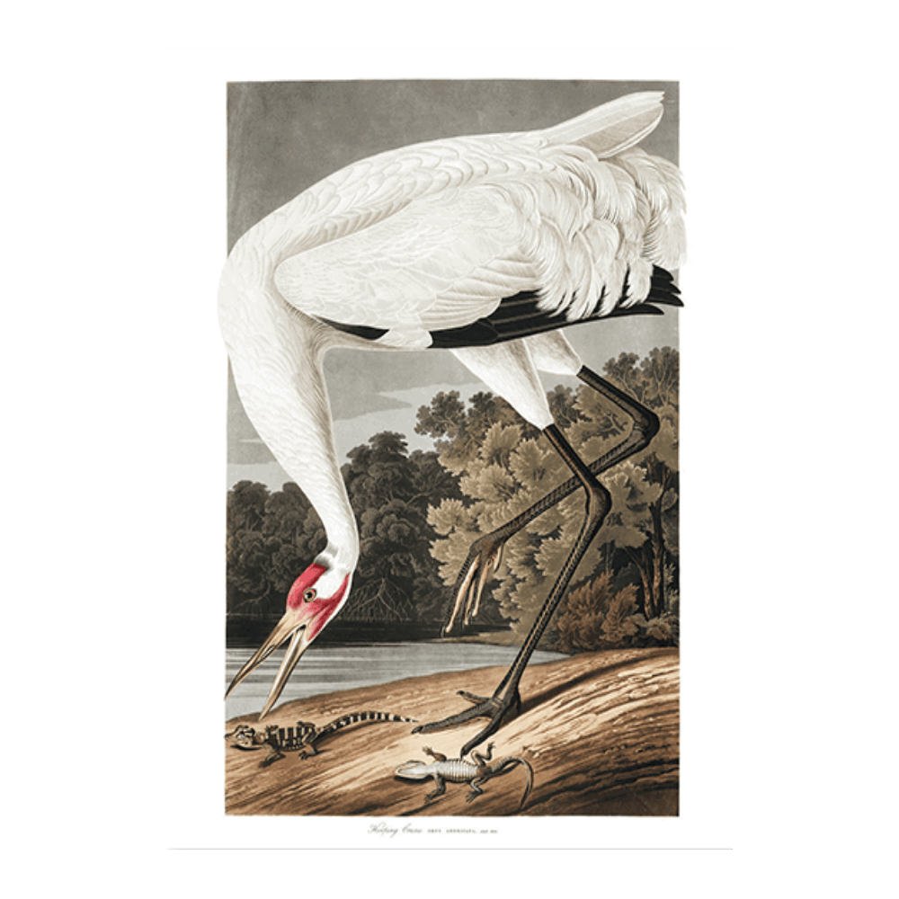 John James Audubon - "Hooping Crane"