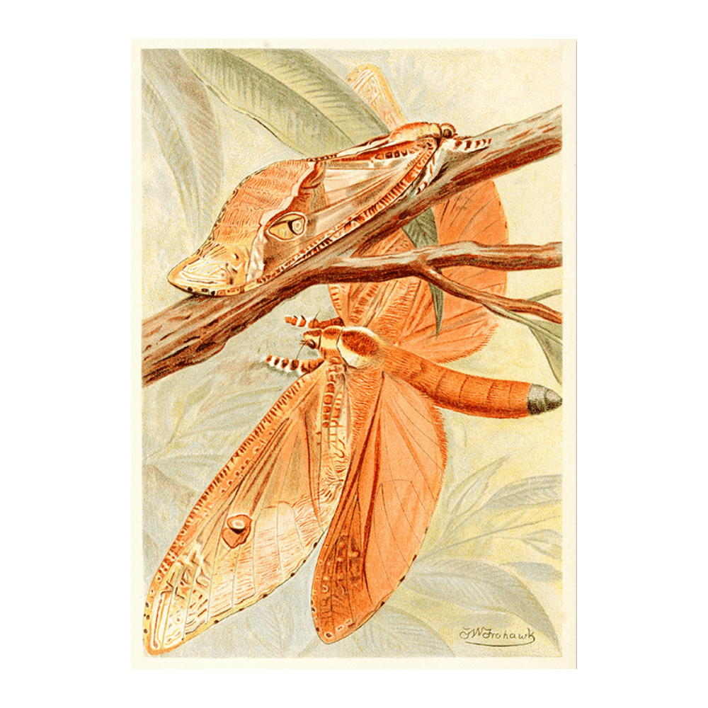 Giant Swift Moth