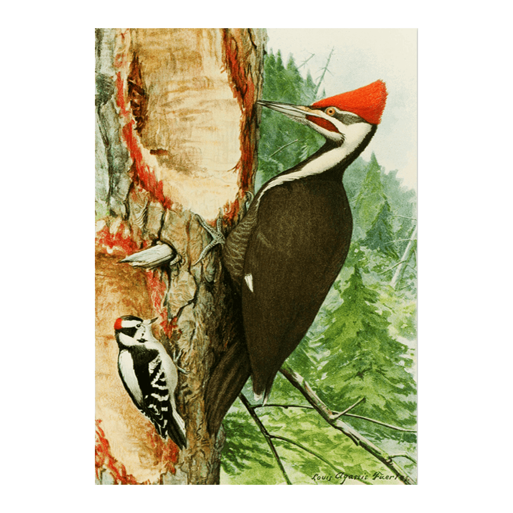 Pileated Woodpecker,Downy Woodpecker