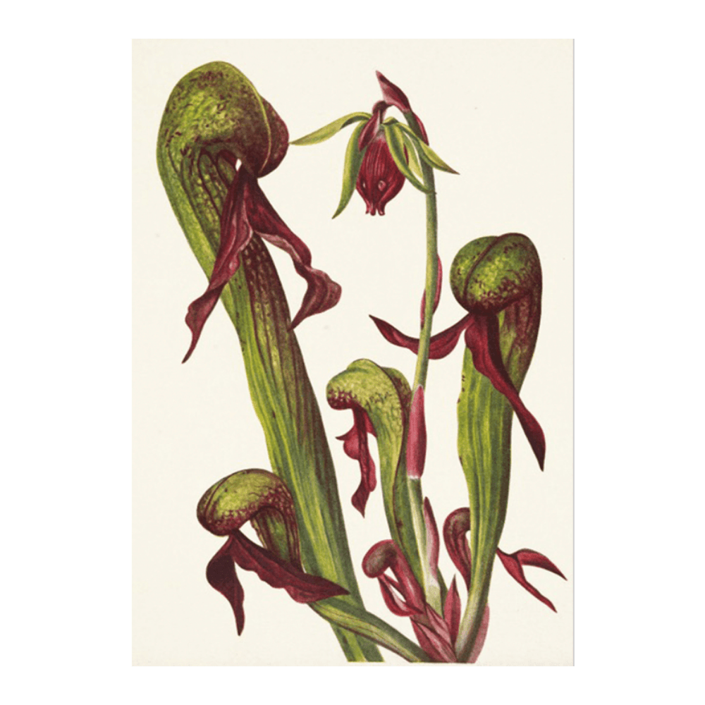 California Pitcherplant Chrysamphora (1925)