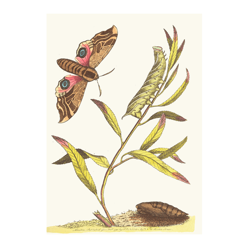 Eye Hawk-Moth