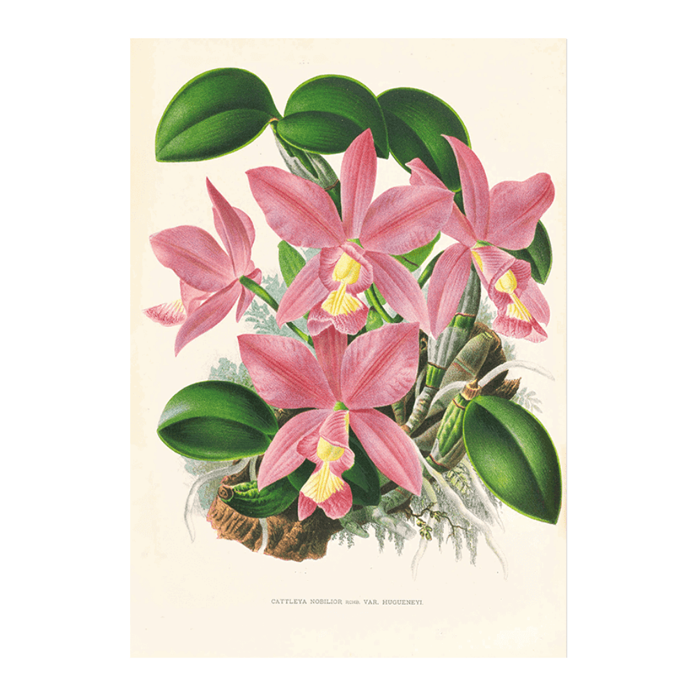 Orchid: Cattleya Nobilior