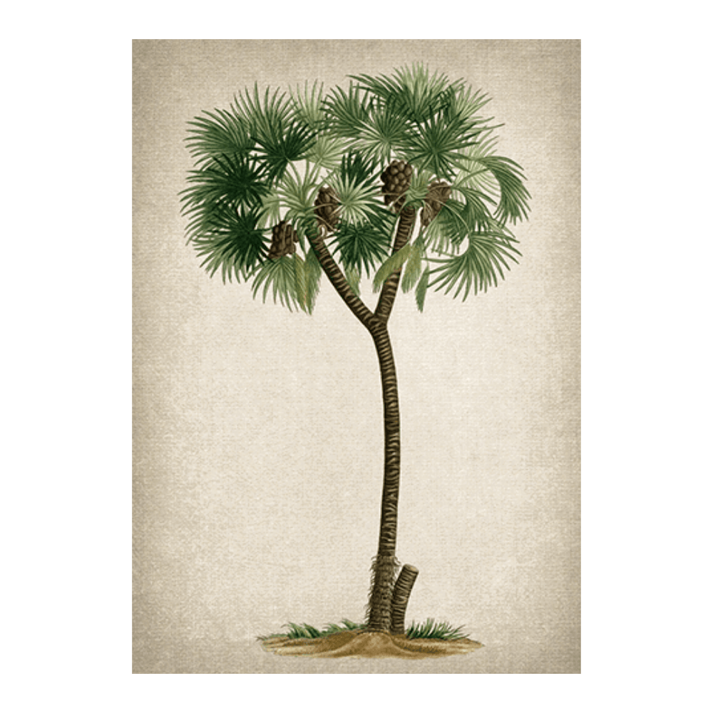 Palm