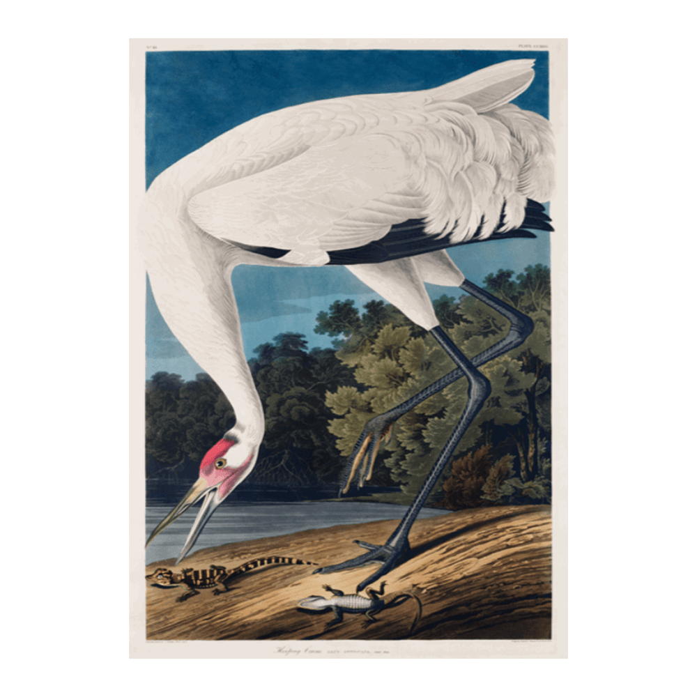John James Audubon: "Hooping Crane II"