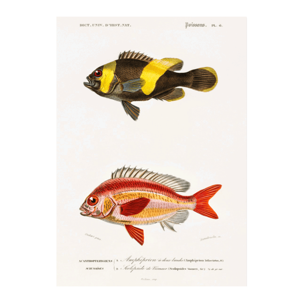 Poissons II