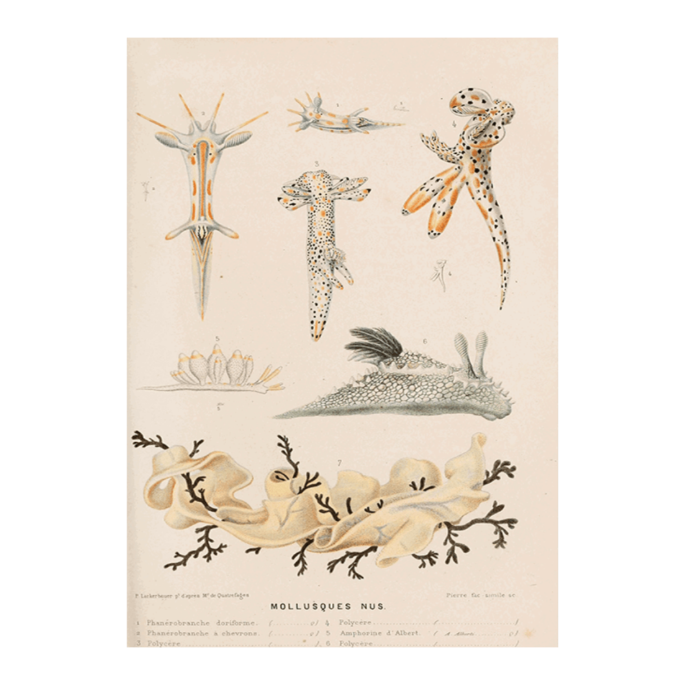 Mollusques Nus III