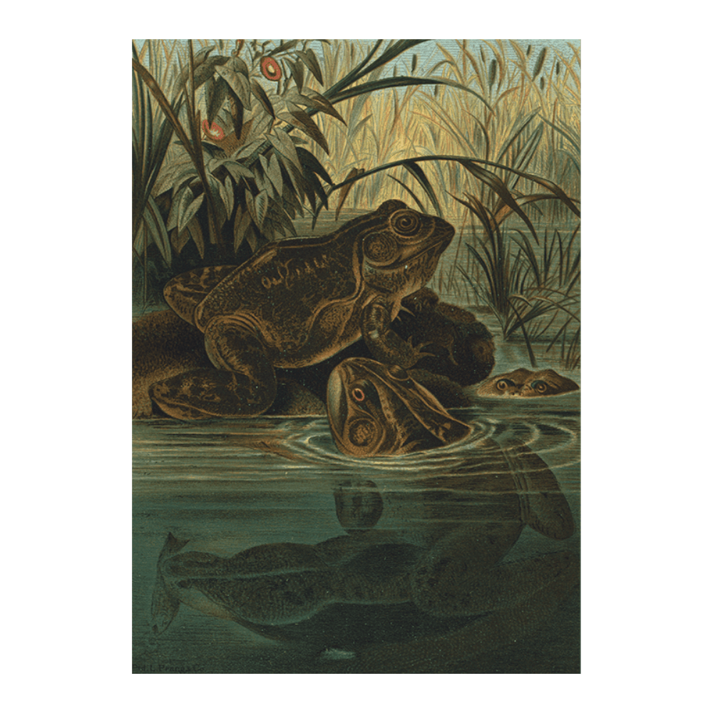 Bull Frog