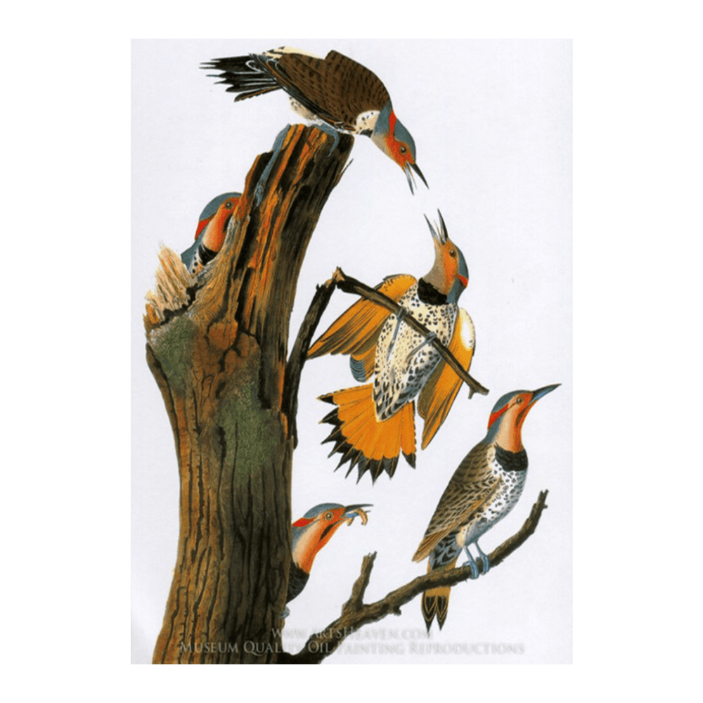 Audubon Northern Flicker