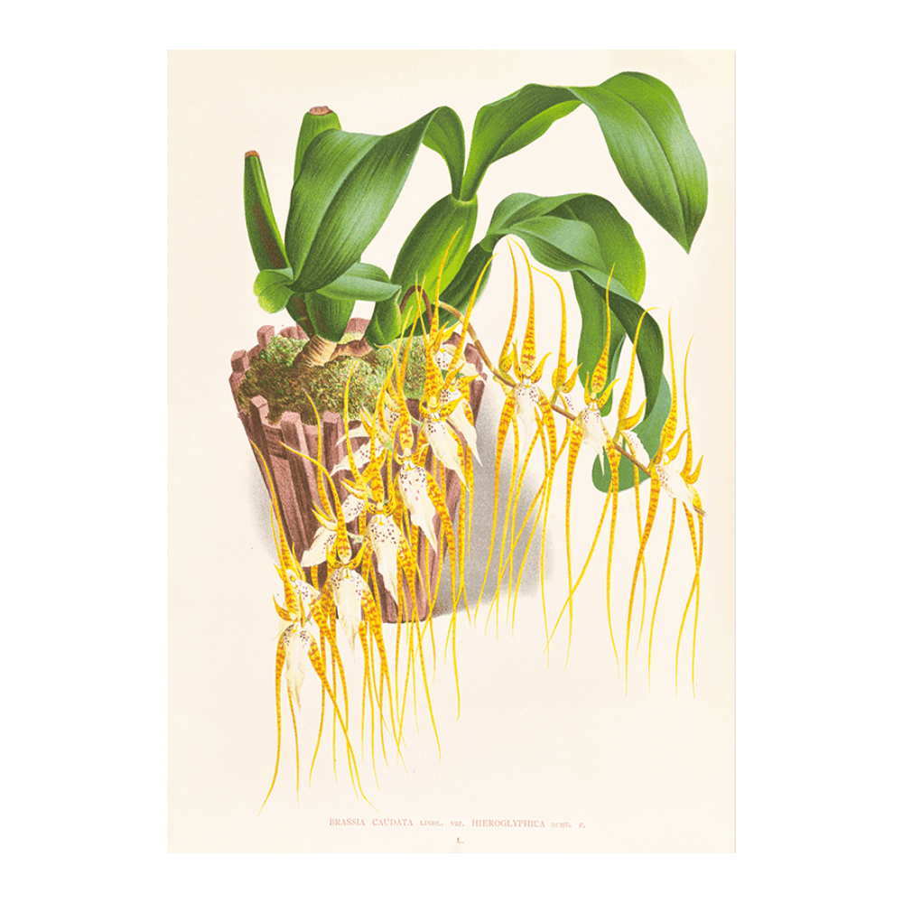 Brassia Caudata