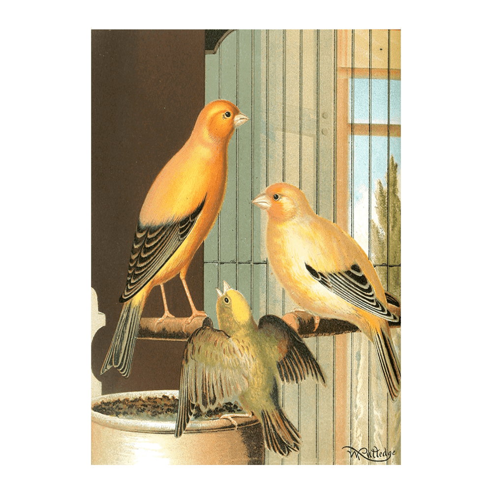 London Fancy Canaries