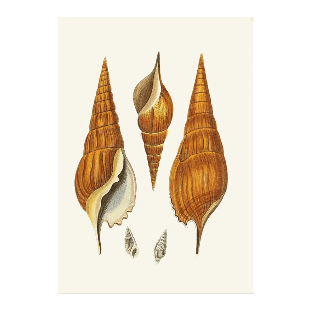 Strombea XXVIII