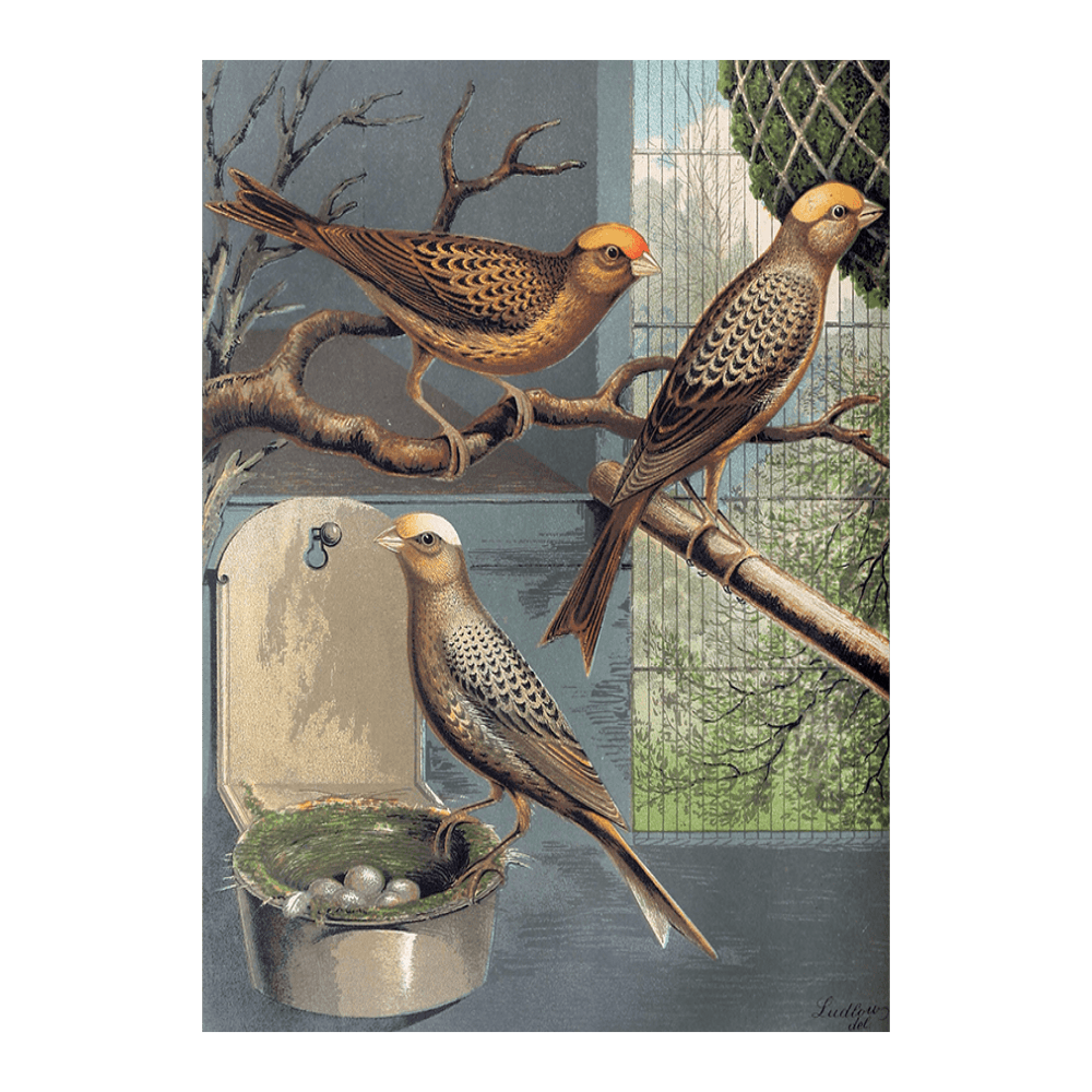 Lizard Canaries