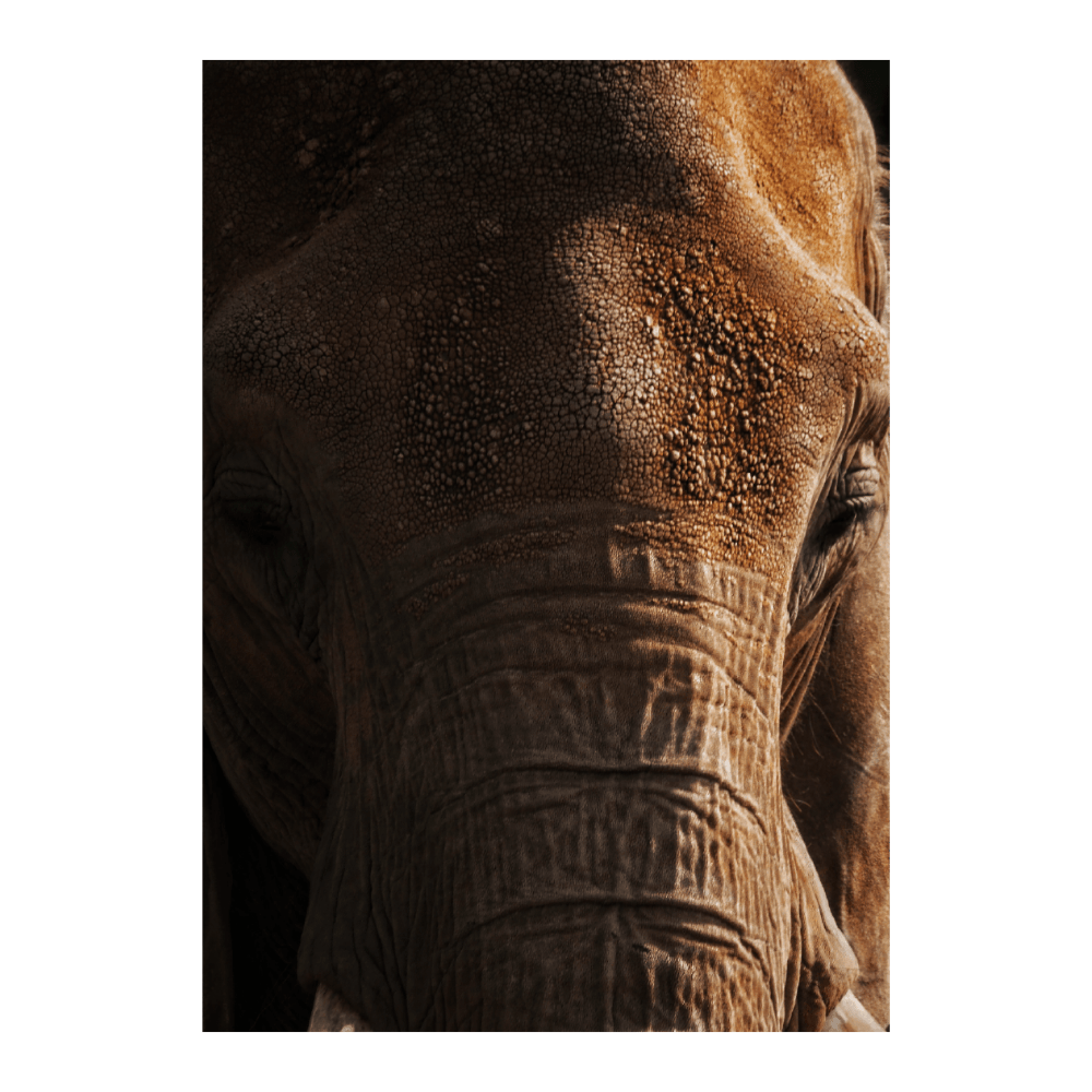 Elephant in Rust