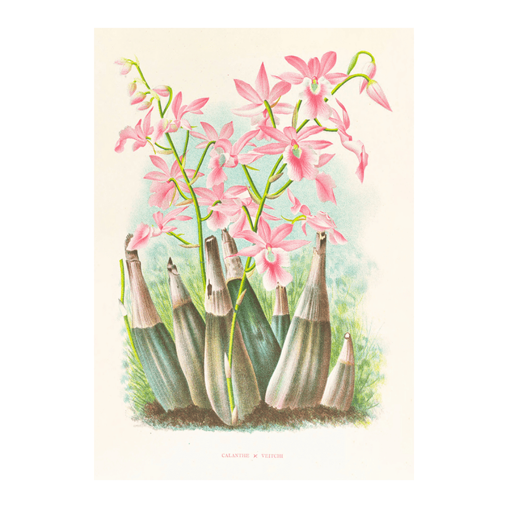 Calanthe Veirtchi