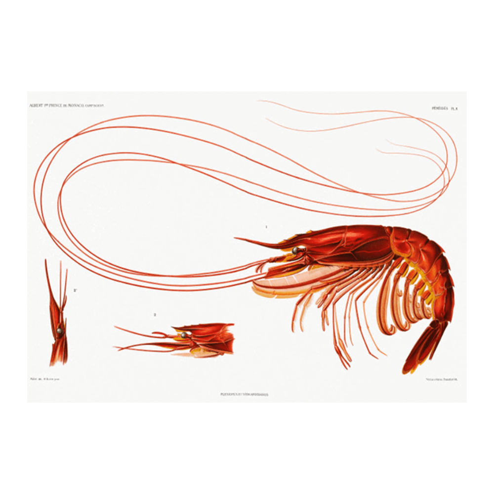 Shrimp Résultats des Campagnes Scientifiques