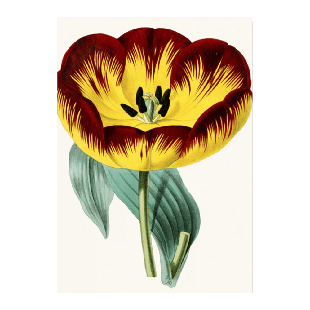Tulip II