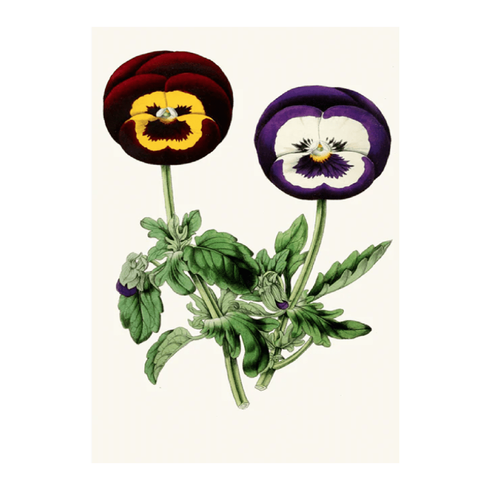 Pansies