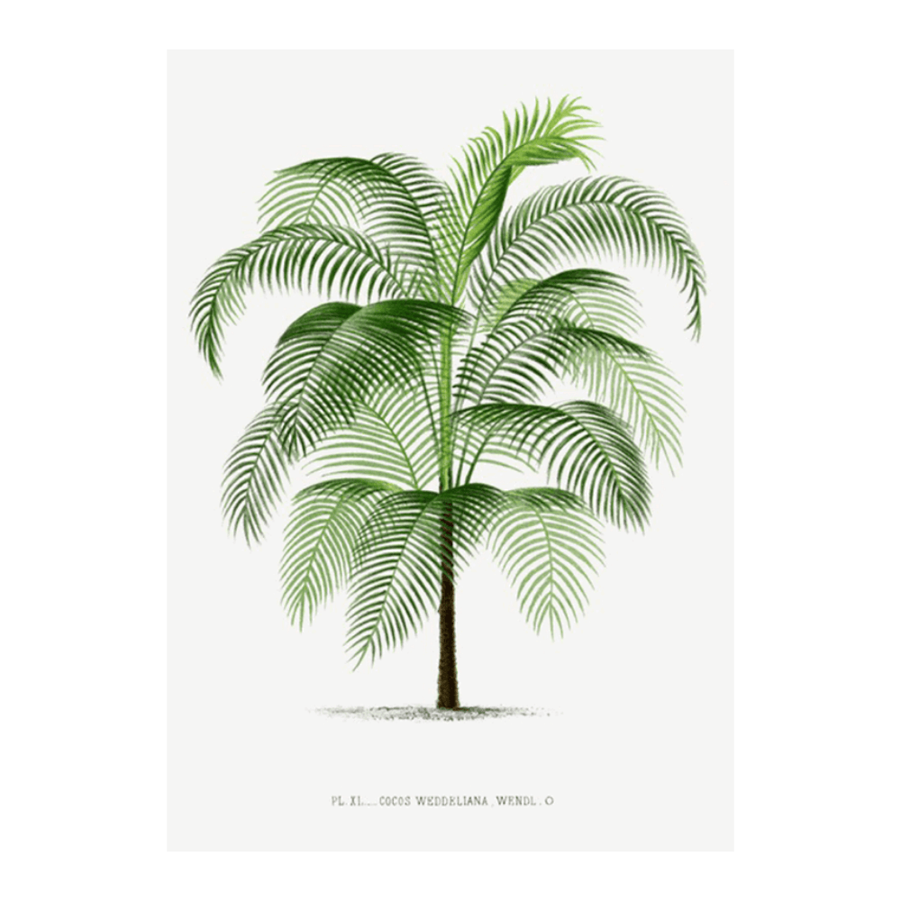 Les Palmiers Histoire XI