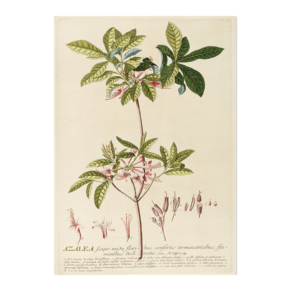 Azalea