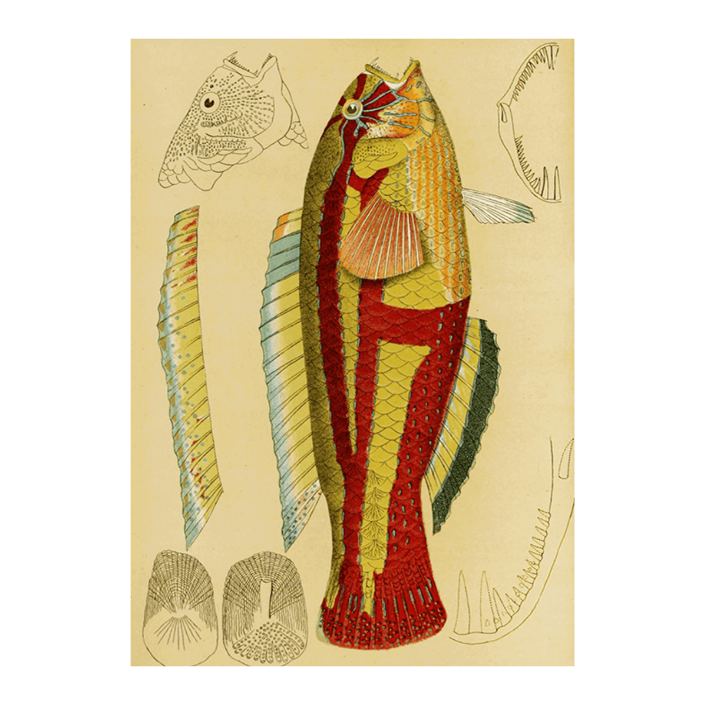 Fishes XIII (1885 1890)
