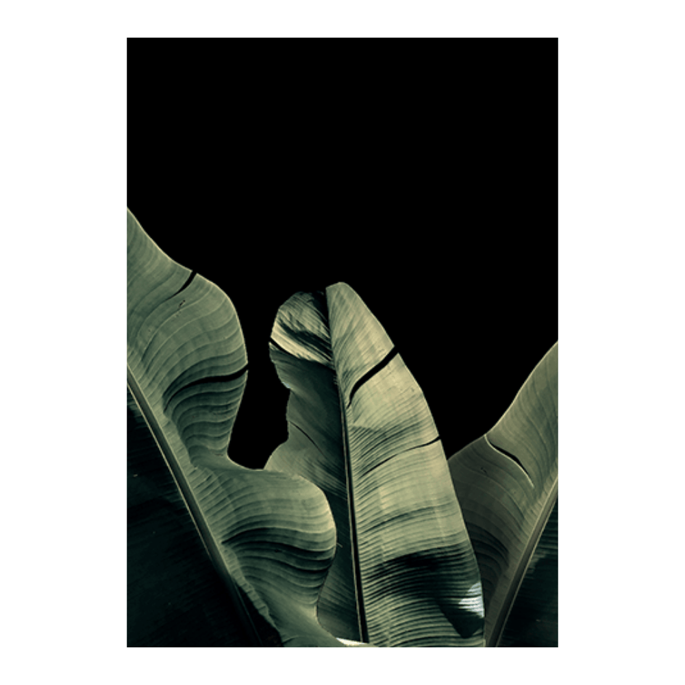 Banana Leaf Bold