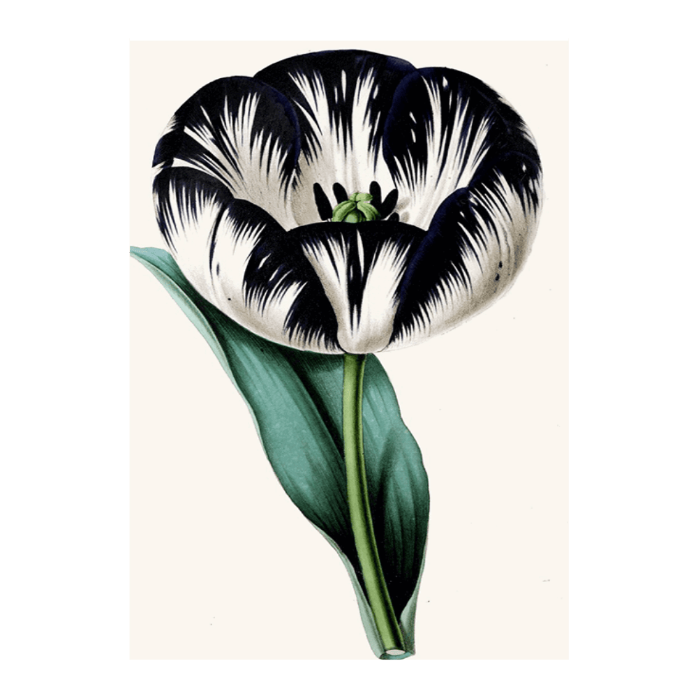 Tulip