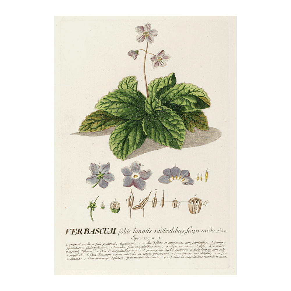 Verbascum