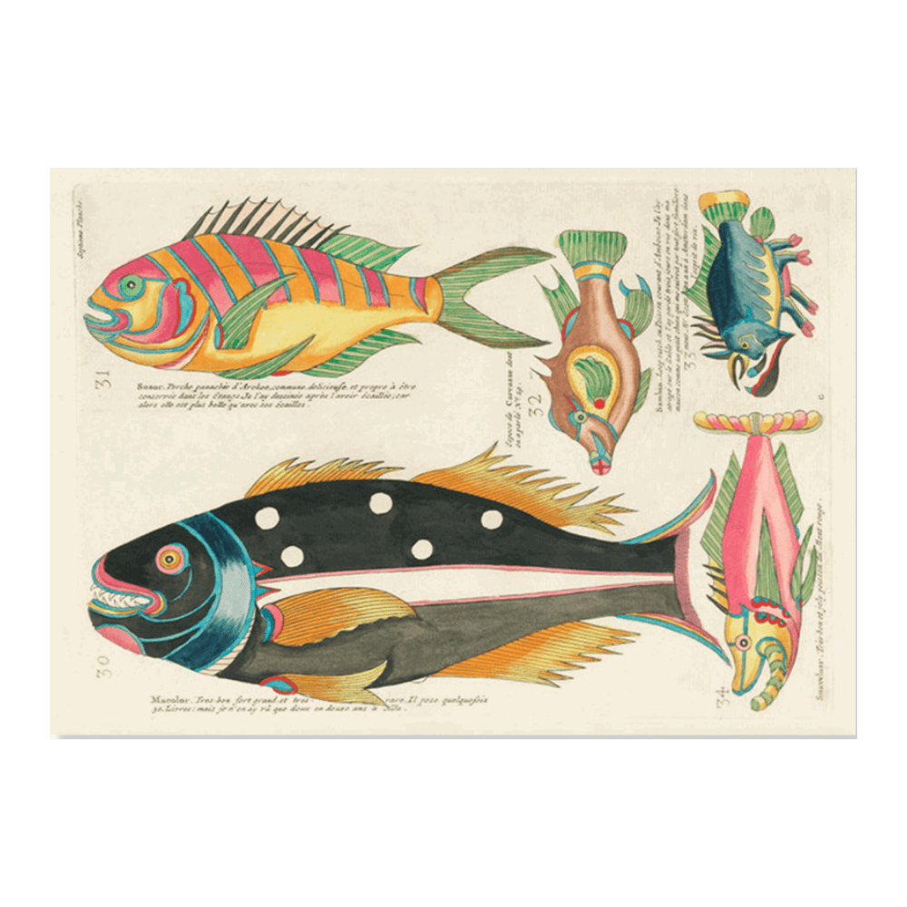 Louis Renard Illustration IX