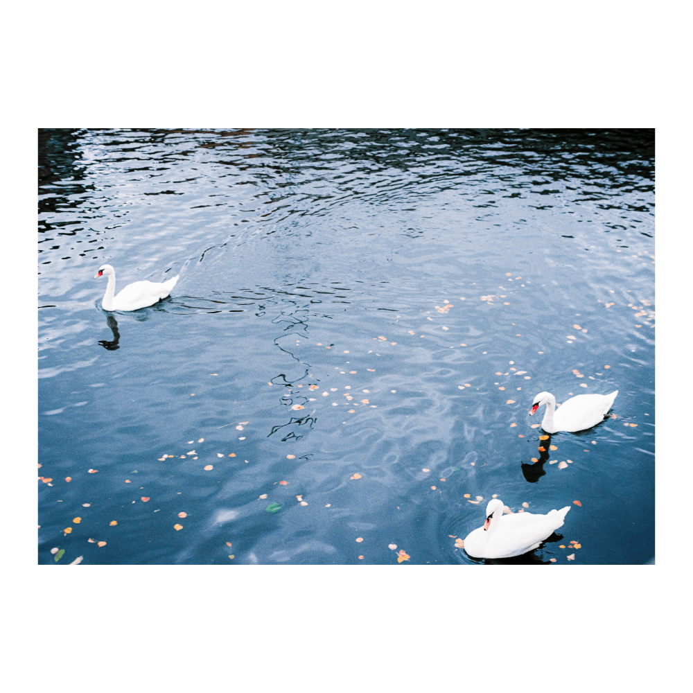 Berlin Swans