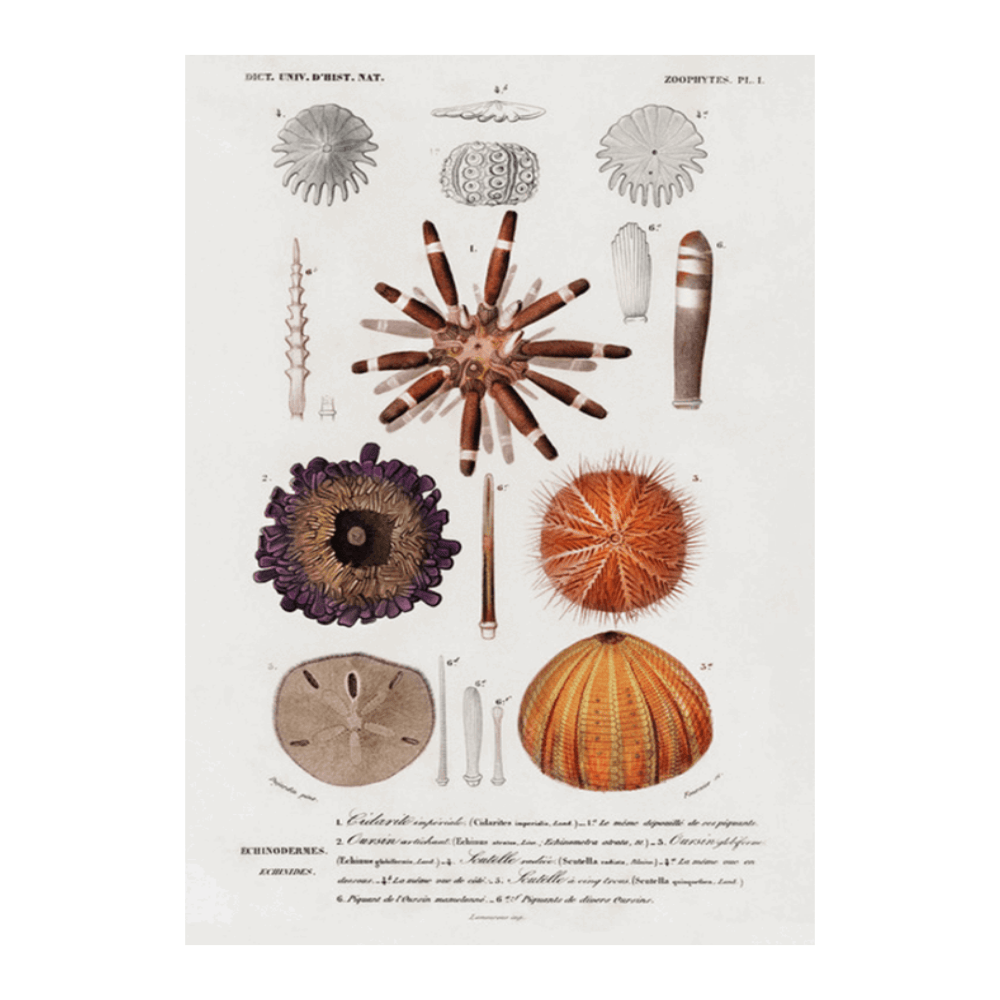 Urchins Variatae