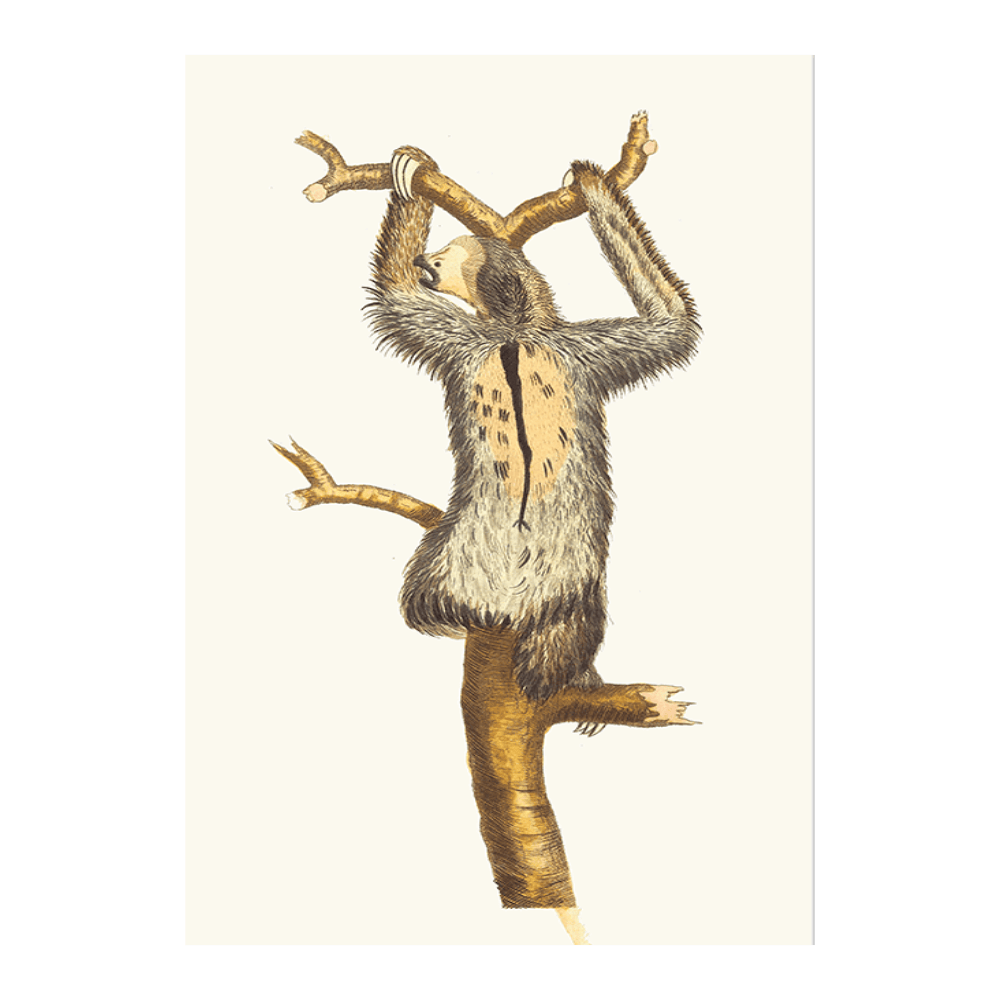 Three-Toed Sloth