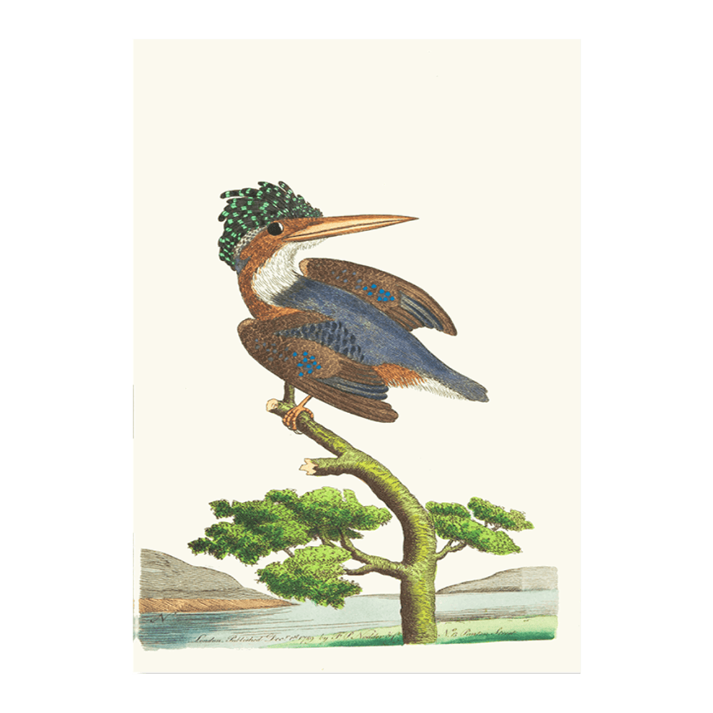 The Crested Kingfisher