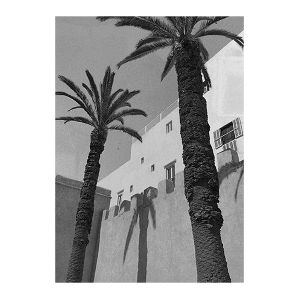 Palm Tree Boulevard II