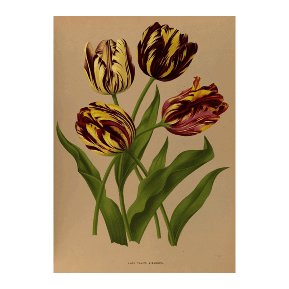 Late Tulips Bizarres (1872-1881)