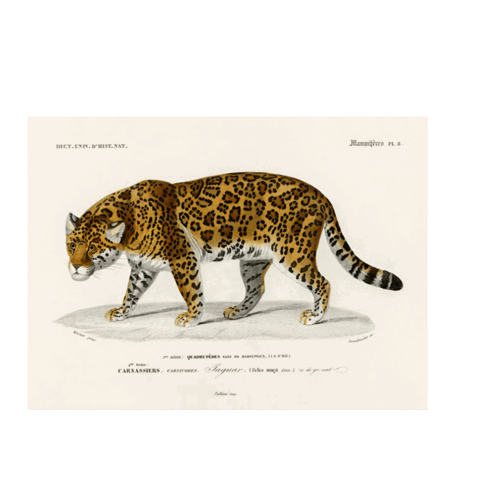 Jaguar (Panthera Onca)