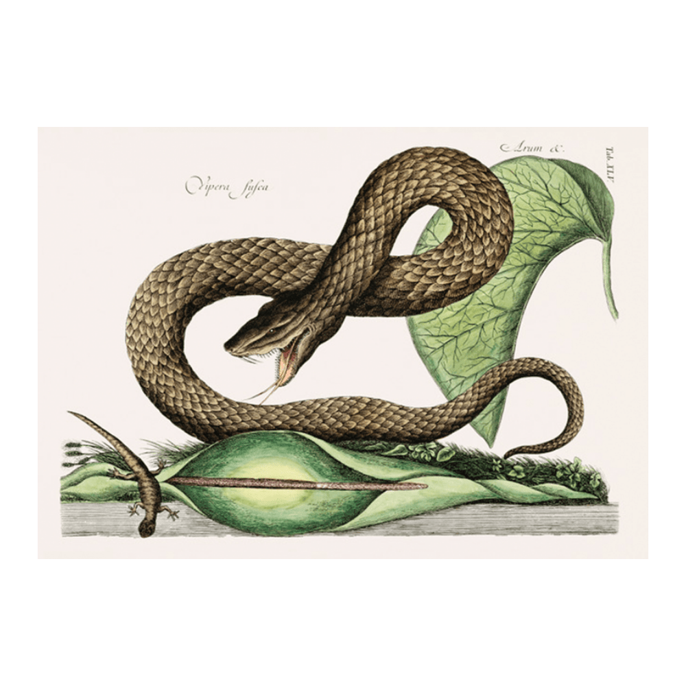 Brown Viper (Vipera Fusca)