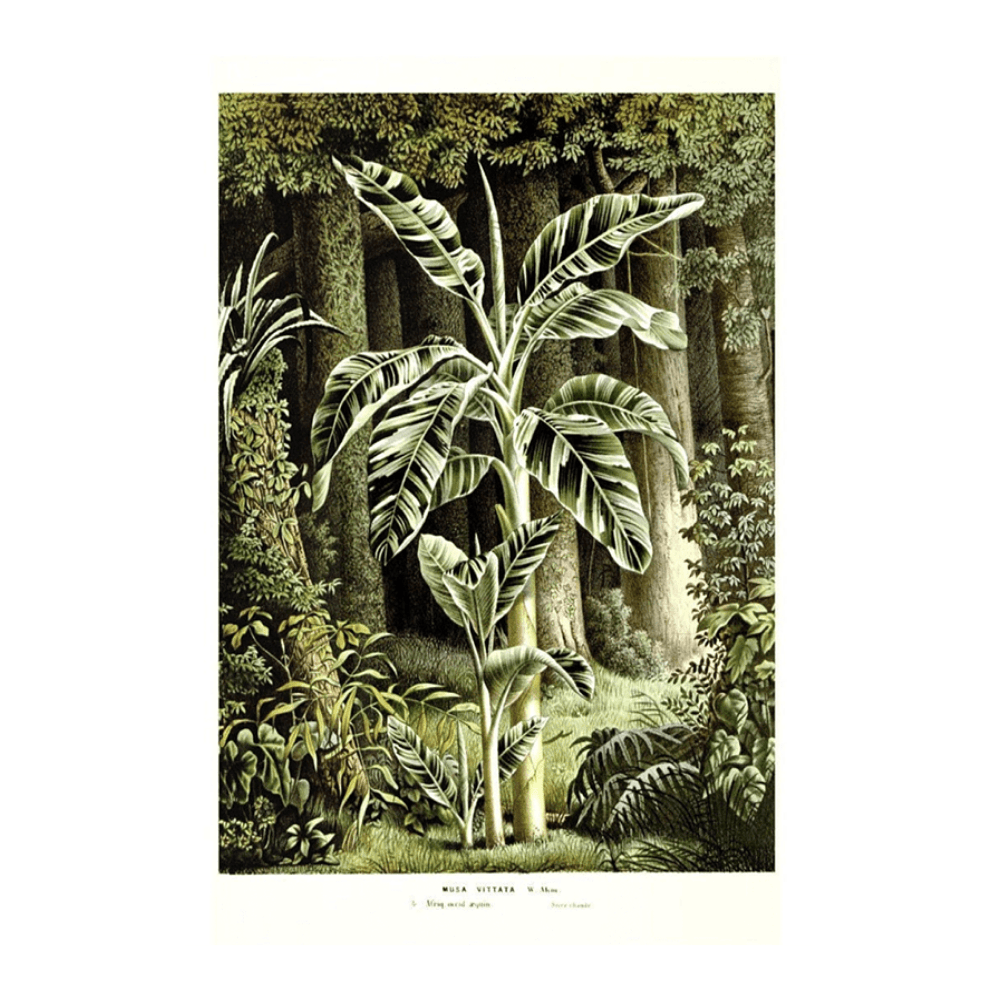 Antique Tropical Illustration