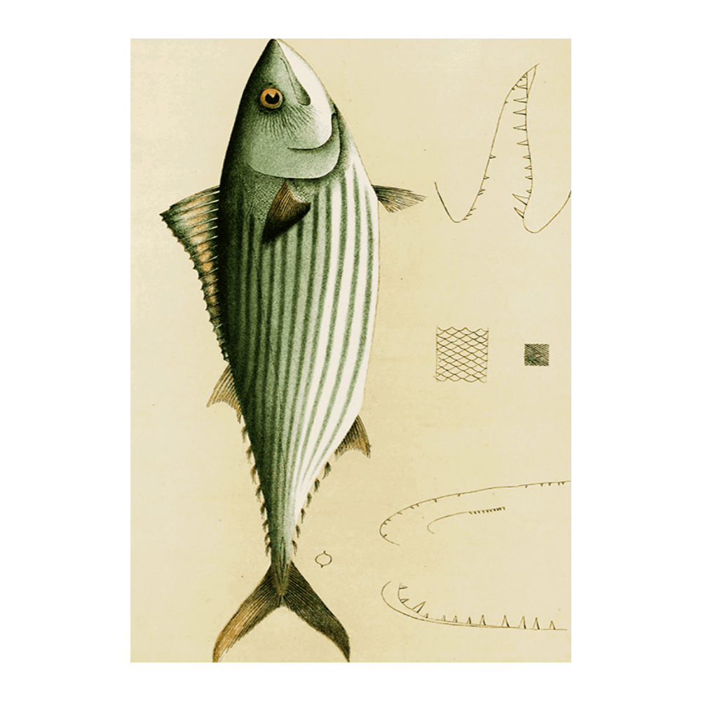 Fishes II (1885 1890)