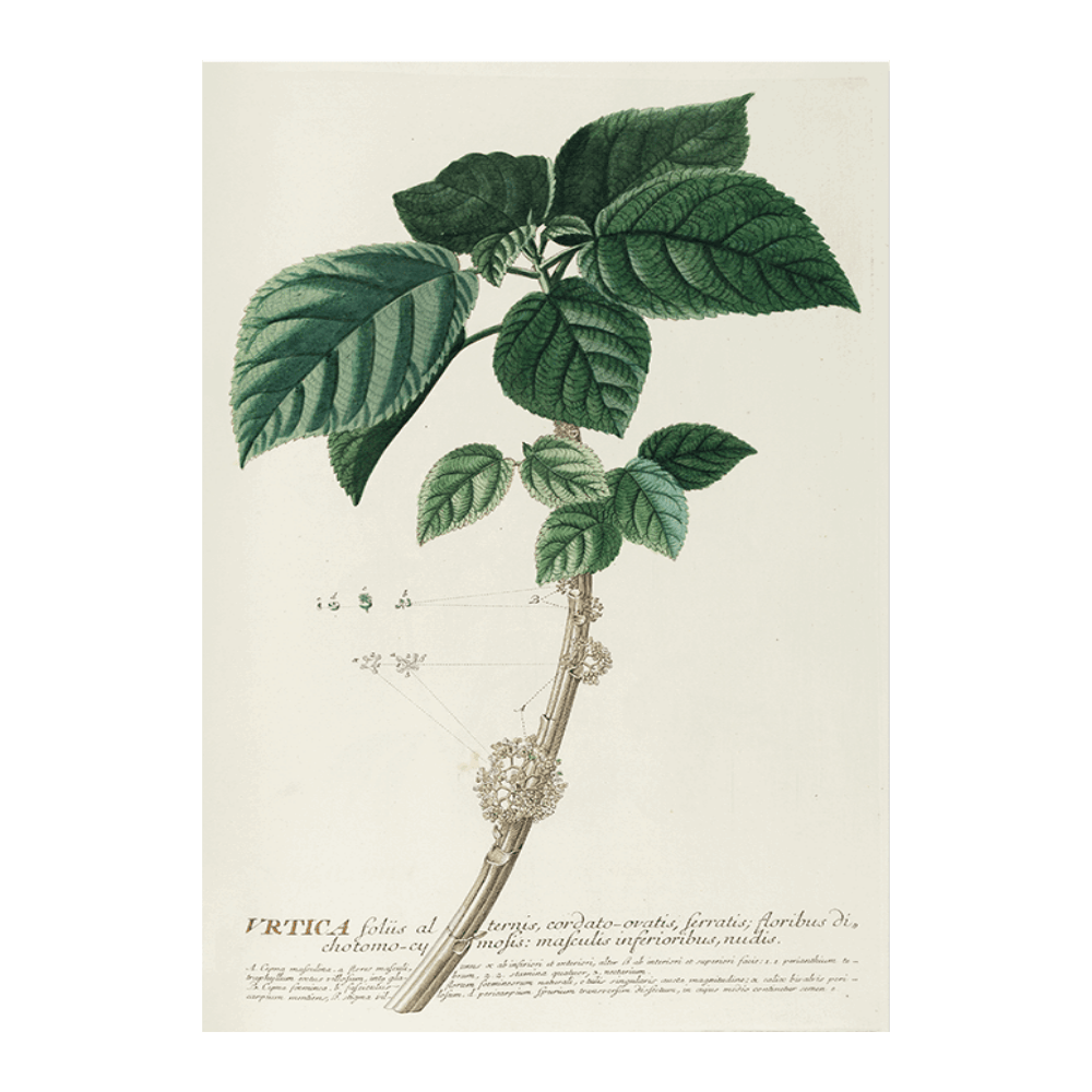 Urtica