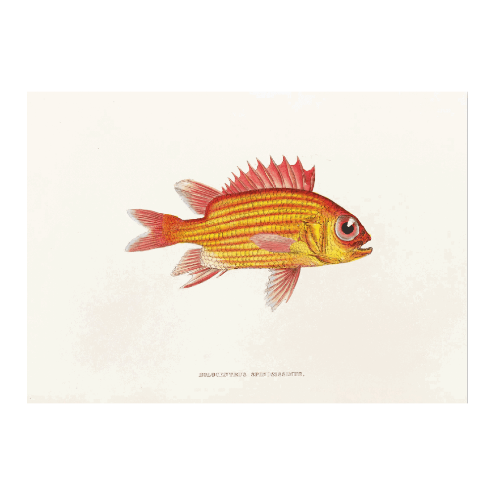 Fauna Japonica PI XIII
