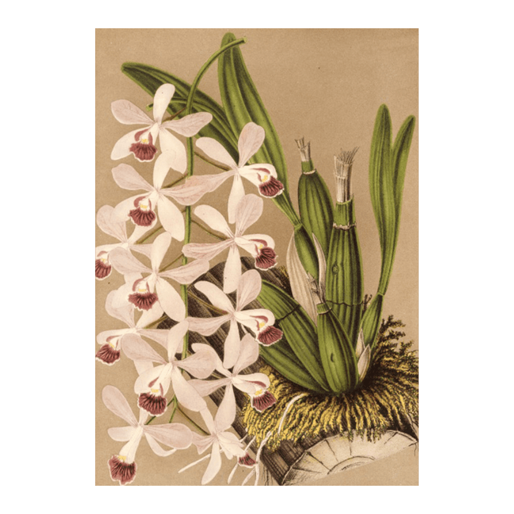 Epidendrum Conspicuum (1854-1896)