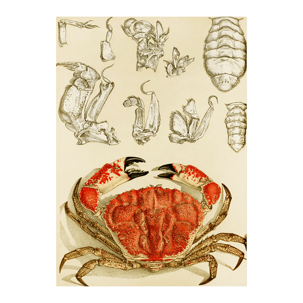 Crustacea III (1885 1890)