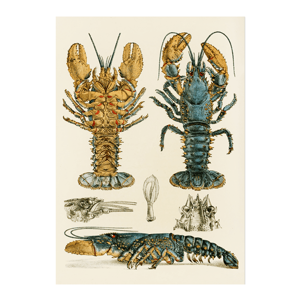 Crustacea II (1885 1890)